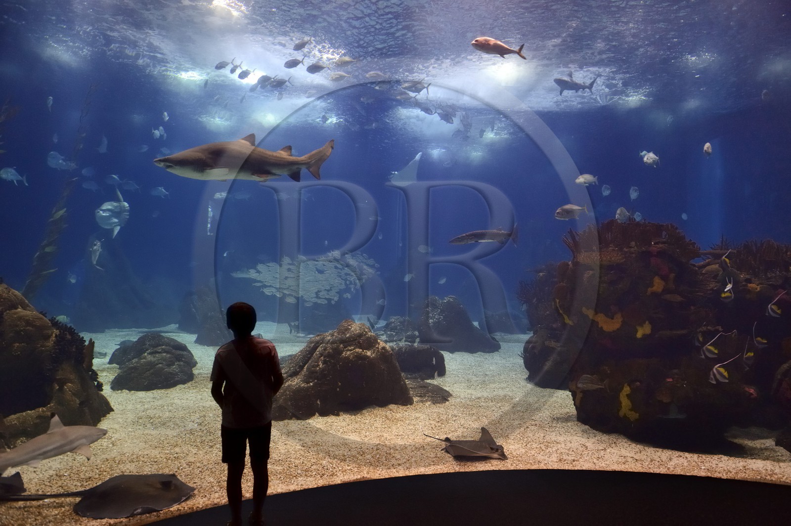 Portugal, Lisbonne, Parque das Nações (Parc des nations) construit pour l'exposition universelle de 1998, Oceanário (Oceanarium), aquarium