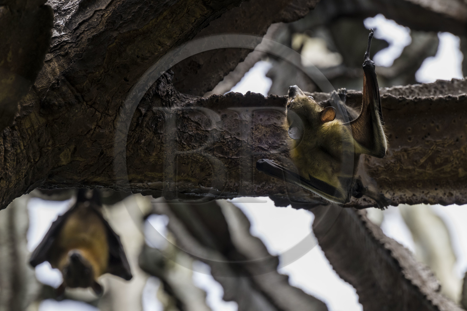 Rwanda, Province de l’Ouest, Karongi (anciennement nommée Kibuye), lac Kivu, Ile Napoléon ou Tembabagoyi, Roussette paillée africaine ou Roussette des palmiers africaine ou Roussette jaune (Eidolon helvum) dans un Euphorbe candélabre
