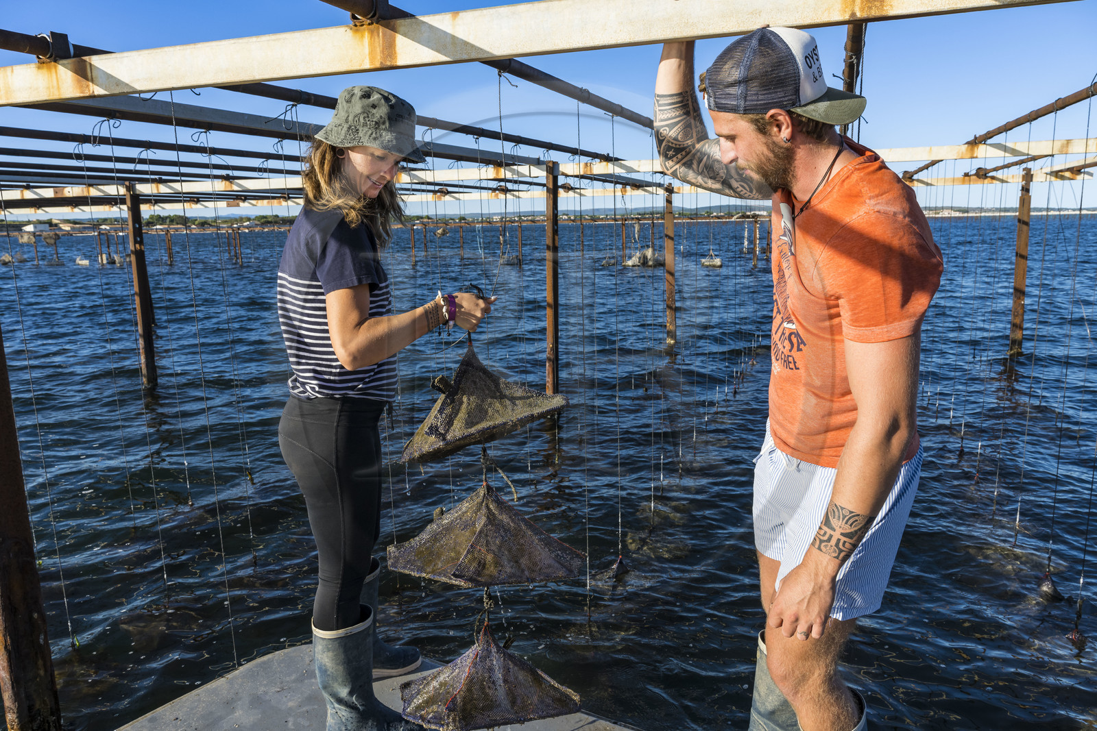 France, Hérault (34), Etang de Thau, Mèze, les producteurs de coquillages Quentin et Emmeline, naissains dans les paniers japonais