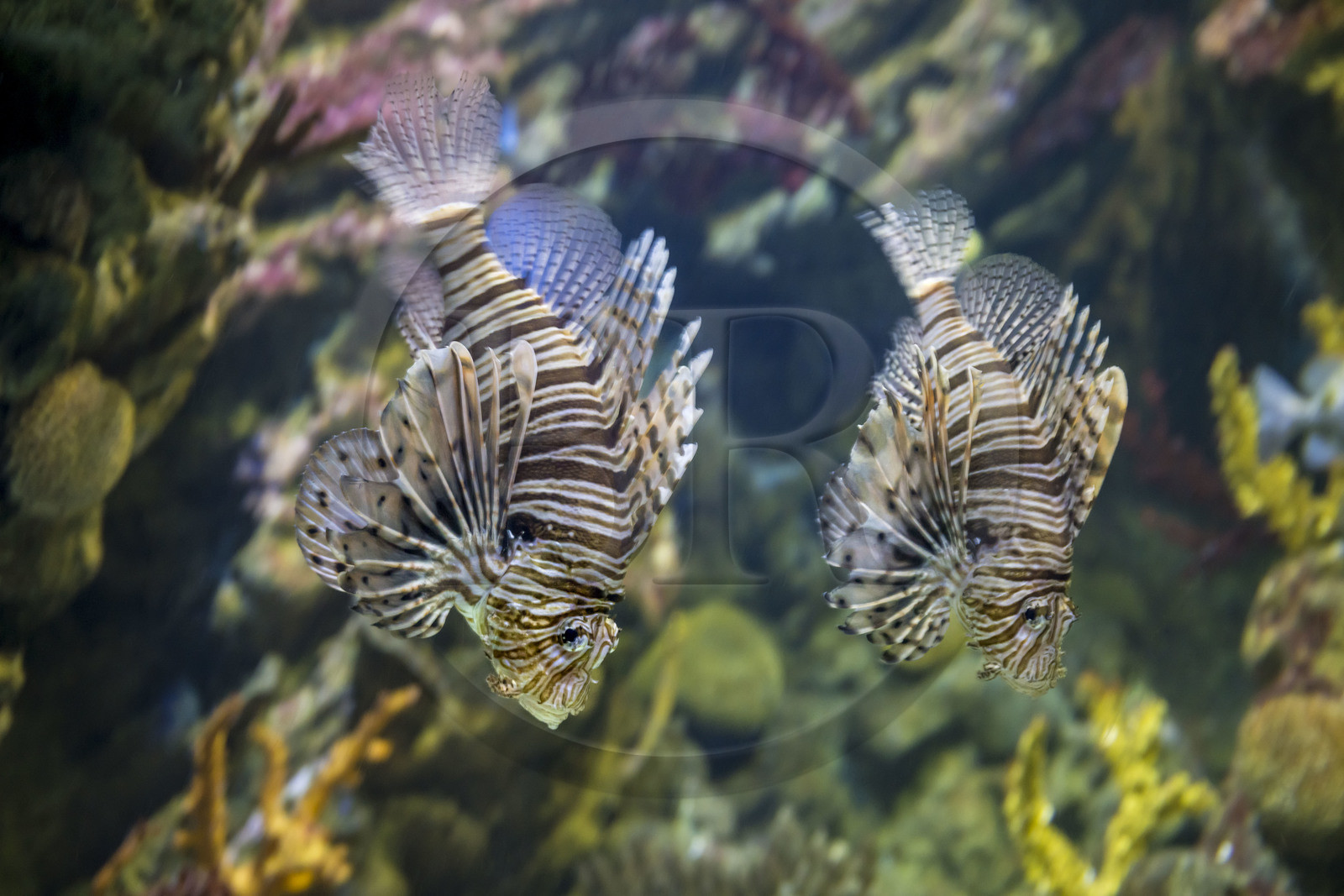 Spain, Catalonia, Barcelona, Port Vell, the aquarium, lionfish (Pterois miles) also called scorpionfish