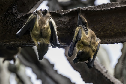 Rwanda, Province de l’Ouest, Karongi (anciennement nommée Kibuye), lac Kivu, Ile Napoléon ou Tembabagoyi, Roussette paillée africaine ou Roussette des palmiers africaine ou Roussette jaune (Eidolon helvum) dans un Euphorbe candélabre