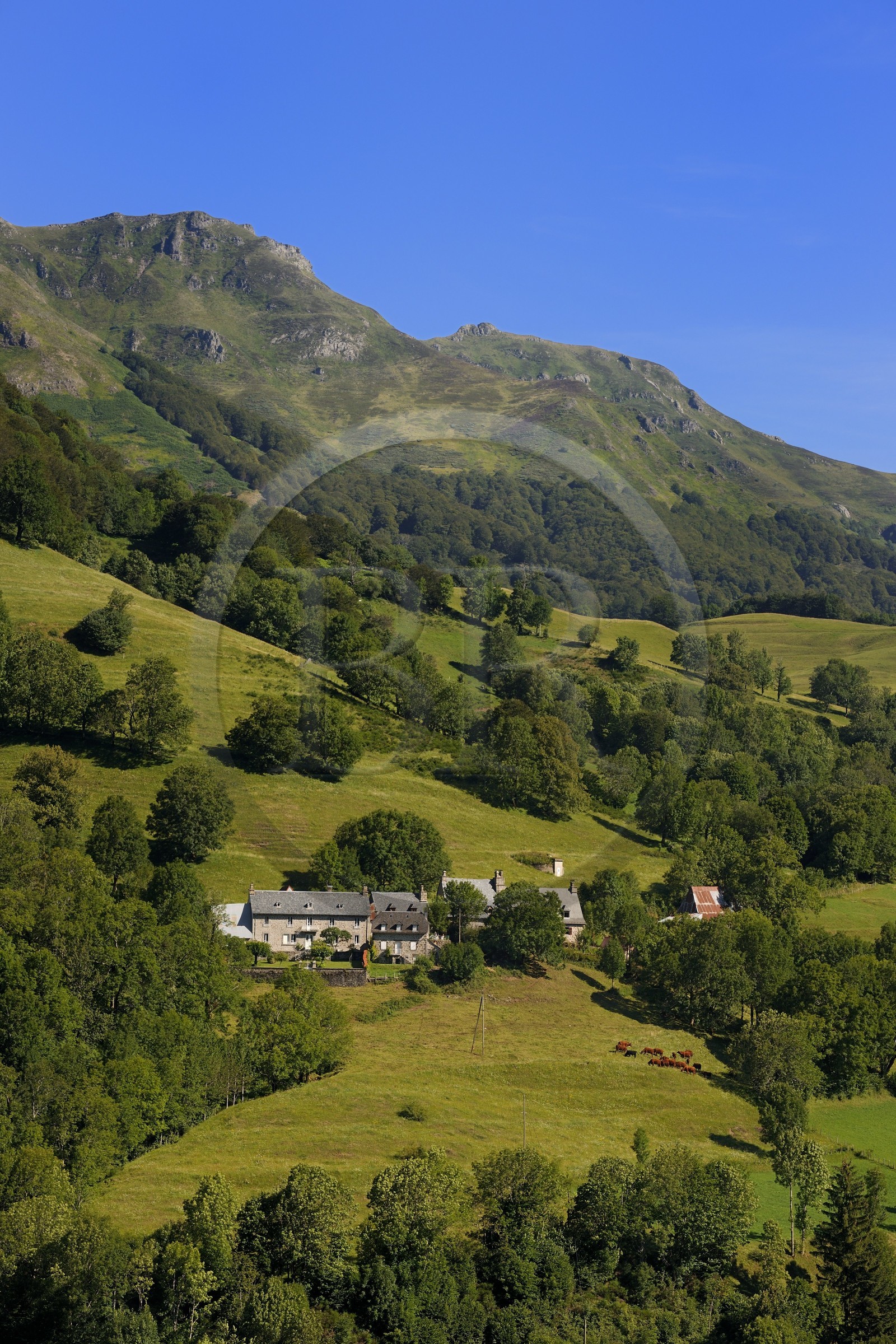 France, Cantal, Monts du Cantal, Parc Naturel Regional des Volcans d' Auvergne (Regional Nature Park of the Volcanoes of Auvergne), the Vallee de la Jordanne (Jordanne Valley) towards Mandaille-Saint-Julien