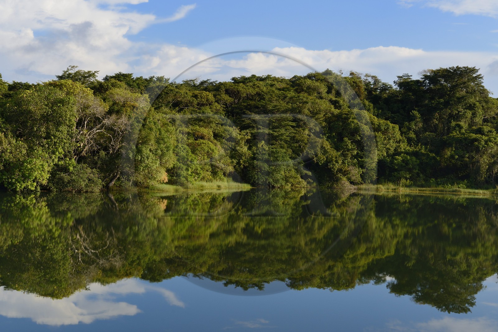 Panama, l'isthme de Panama entre Panama City et Colon le long de la ligne de train de la Panama Canal Railway