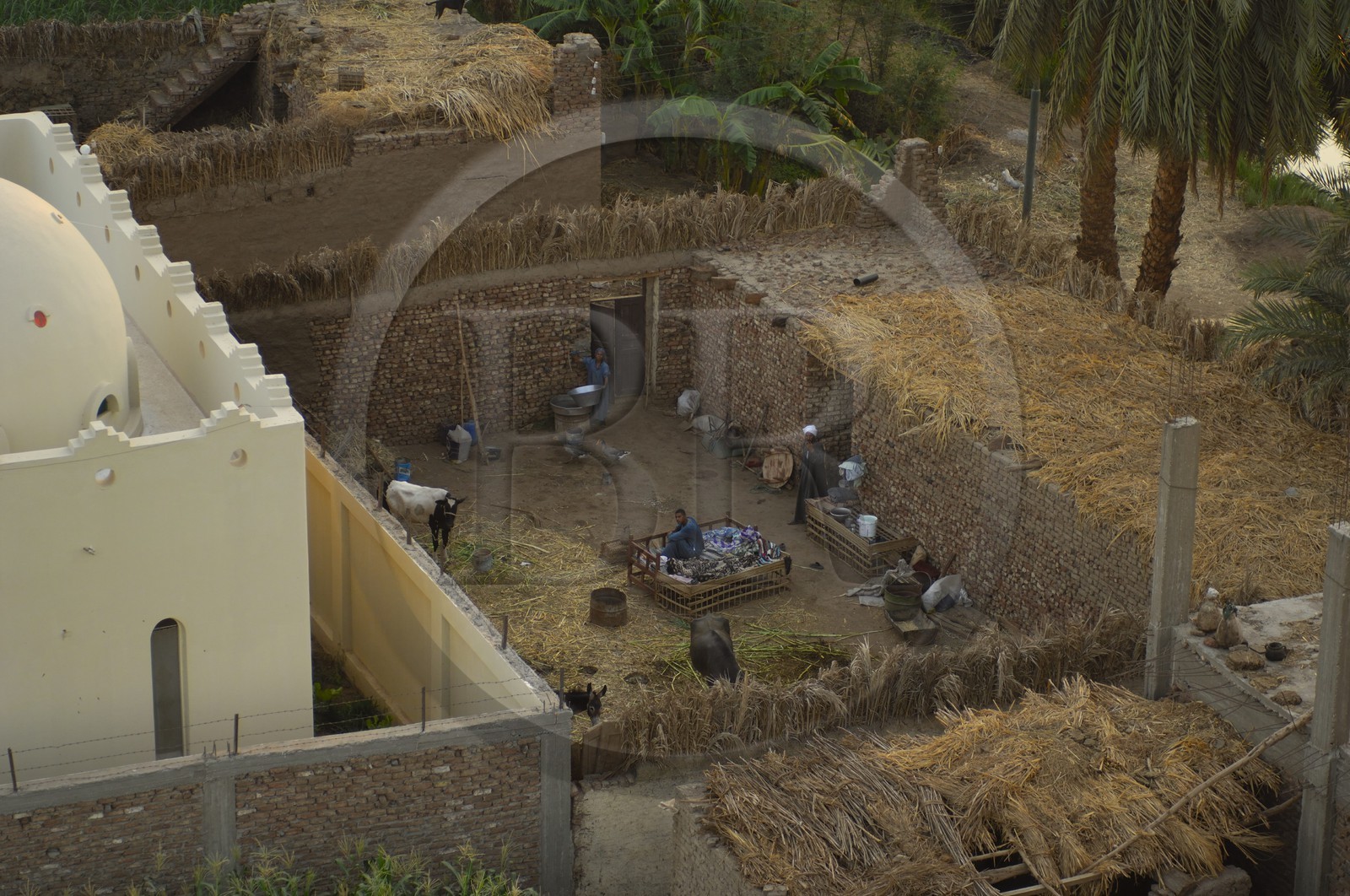Egypte, Haute Egypte, vallée du Nil, Louxor, une ferme de la rive ouest (vue aérienne)