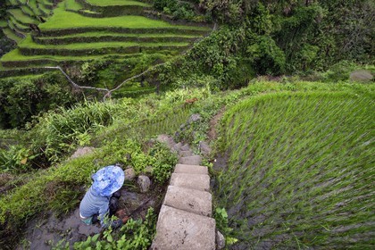 Philippines, province d'Ifugao, les rizières en terrasses de Banaue autour du village de Cambulo, classées Patrimoine Mondial de l'UNESCO, Daria Faith Wingin 32 ans, mariée et mère de deux enfants, débroussaille une parcelle pour replanter