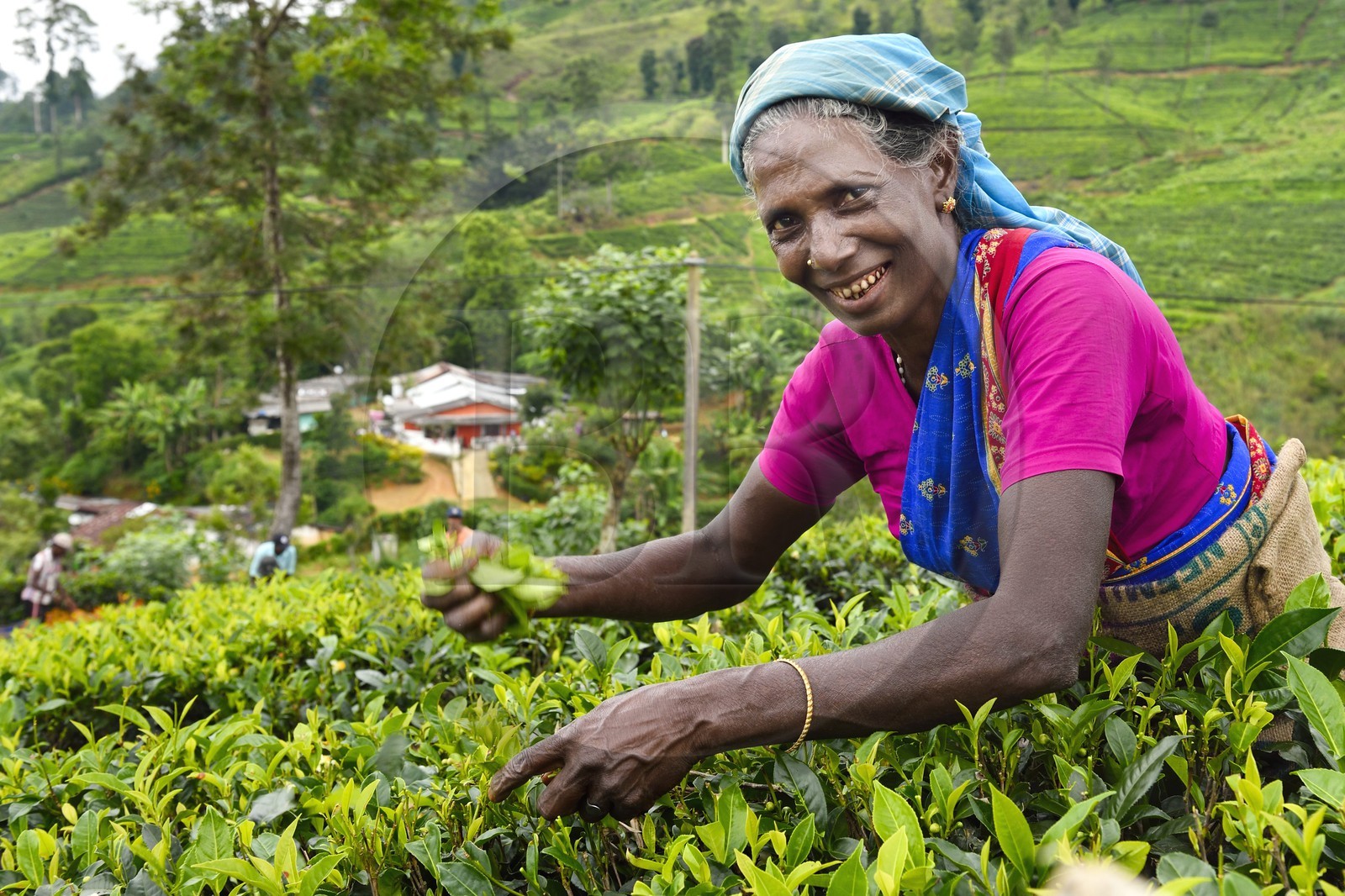 Sri Lanka, province du centre, Dalhousie, femme tamoul travaillant à la cueillette des feuilles dans une plantation de thé