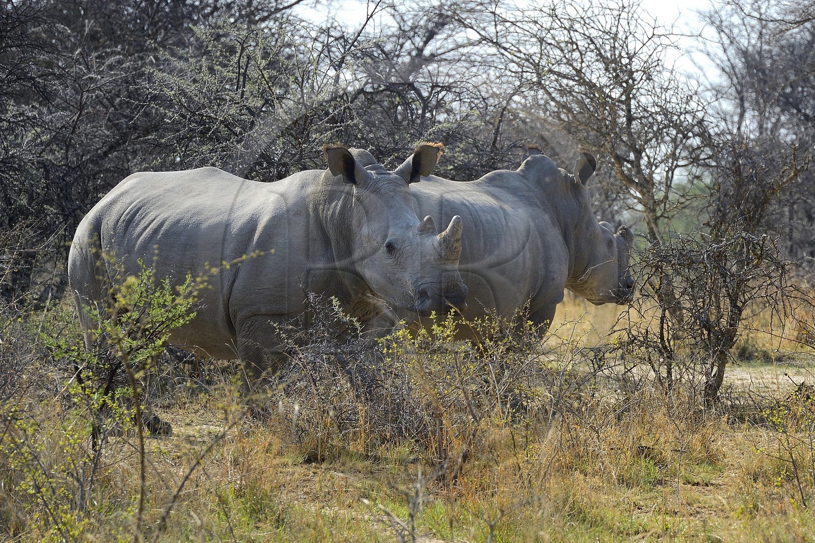 Zimbabwe, Matabeleland South Province, Matobo or Matopos Hills National Park, listed as World Heritage by UNESCO, White Rhinoceros (Ceratotherium simum), young adult of about 7 years