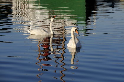 Norvège, Rogaland, Sandnes, cygnes dans le port