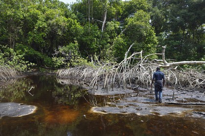 Gabon, province de Ogooué- Maritime, Parc National du Loango, mangrove de l'embouchure de la lagune Iguéla