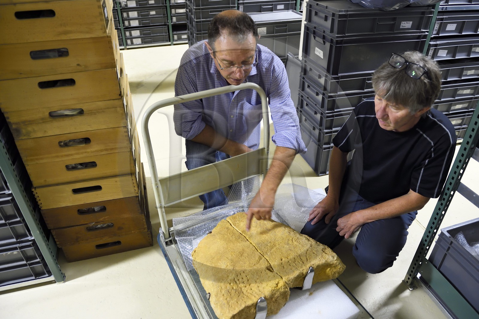 France, Dordogne (24), Périgord Noir, vallée de la Vézère, Les Eyzies-de-Tayac-Sireuil, site classé Patrimoine Mondial de l'UNESCO, Musée National de la Préhistoire, les réserves, le conservateur Alain Turq examine le bas-relief d'un bison piqueté provenant de l'abri blanchard du site de Castel-Merle datant de la période de l'aurignacien (35000 ans)
