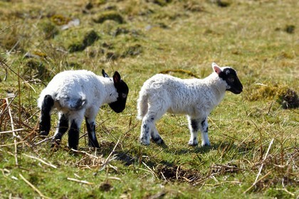 Royaume-Uni, Ecosse, Highland, Hébrides intérieures, Ile de Mull, agneau et mouton Scottish Blackface