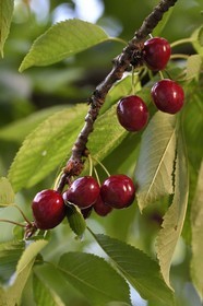 France, cerisier (Prunus cerasus), cerises dans l'arbre