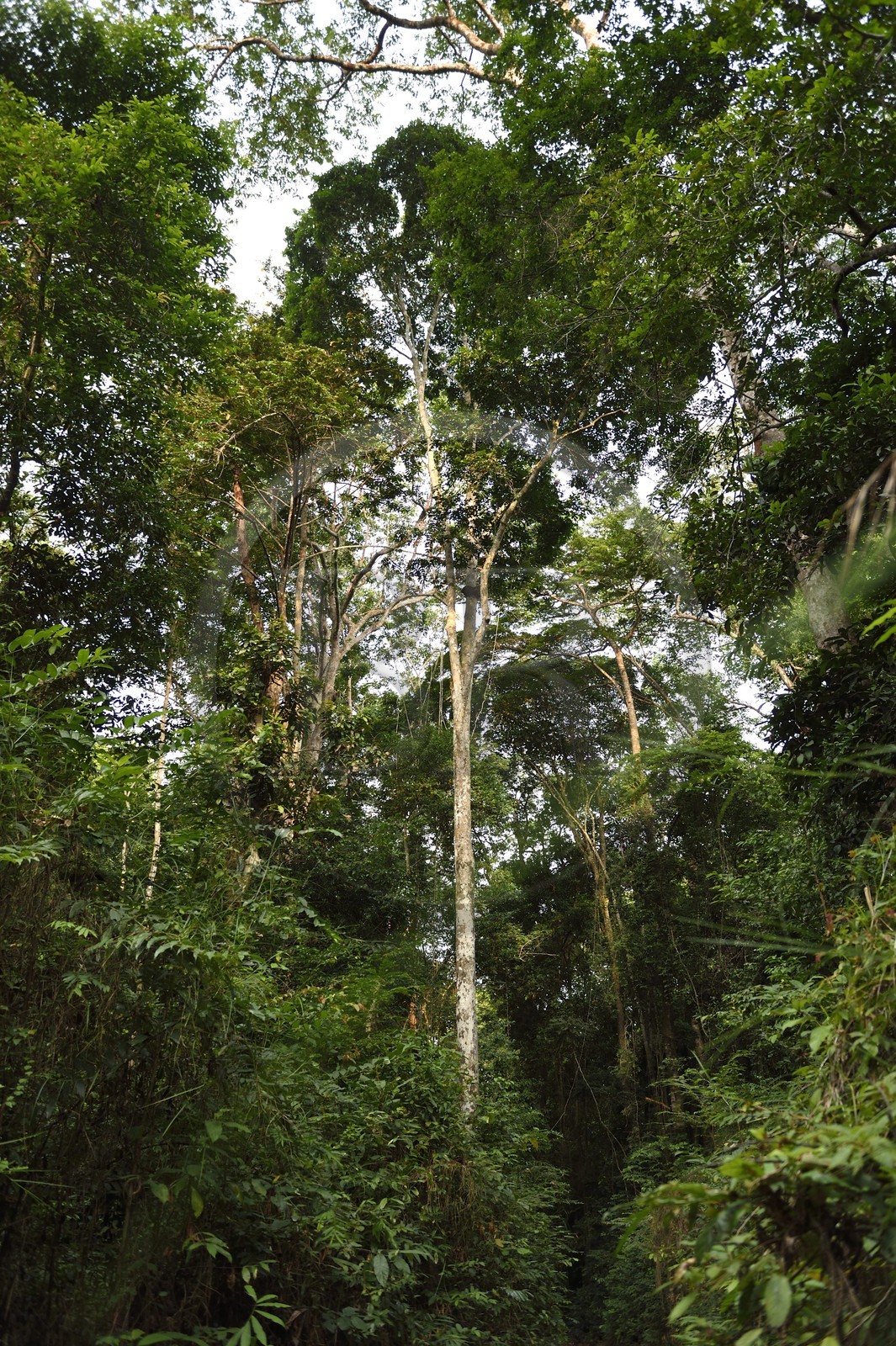 Gabon, province de Ogooué- Maritime, Omboué, région du Loango, forêt primaire