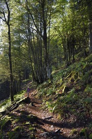 France, Vosges (88), Parc naturel régional des ballons des Vosges, Saint-Maurice-sur-Moselle, randonneur marchant vers le Col des Perches non loin de Gazon Rouge