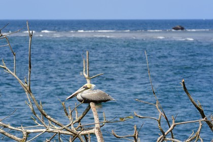 Panama, province de Colon, Portobelo, pélican