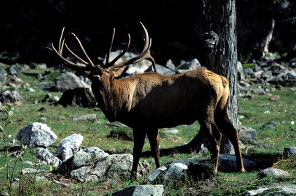 Canada, Quebec Province, Outaouais, Parc Omega near Montebello, a Wapiti