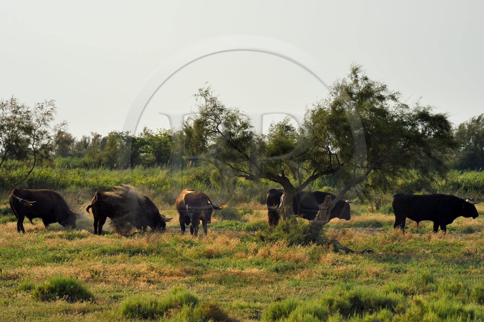 France, Bouches-du-Rhône (13), Parc naturel régional de Camargue, étang de Vaccares, race bovine de combat, élevage de taureaux dits espagnols destinés aux corridas par des ganaderias