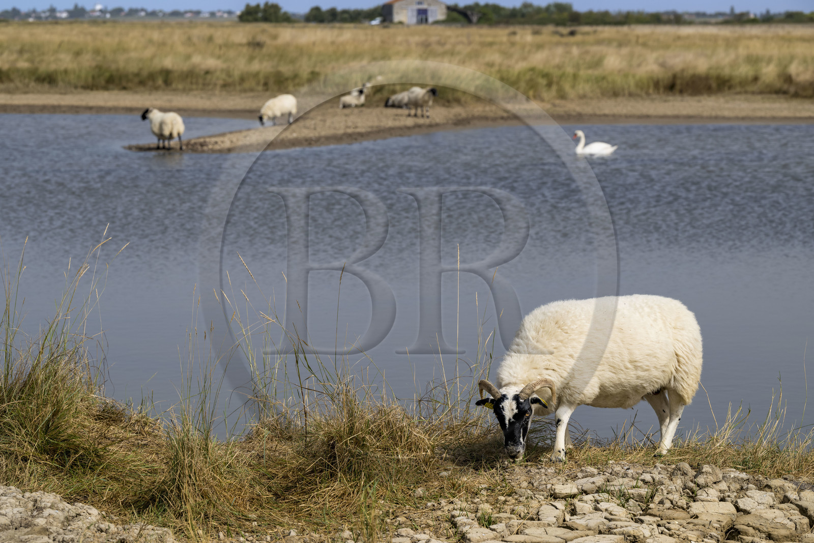 France, Charente-Maritime (17), Saintonge, Saint-Froult, réserve naturelle Moeze-Oléron dans la zone du marais de Brouage, élevage de moutons Scottish Blackface