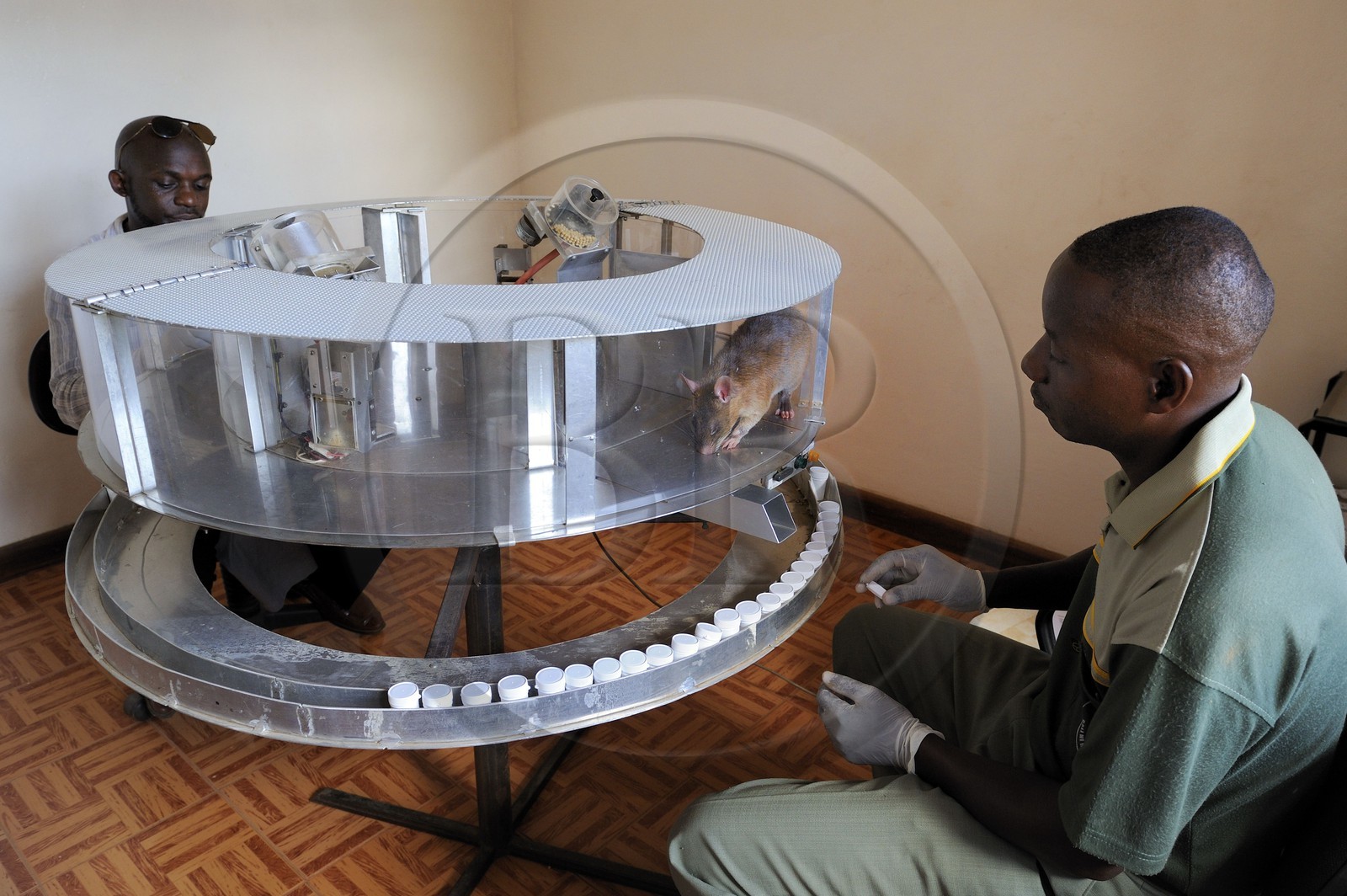 Tanzanie, université de Morogoro, centre de recherche Apopo de technologie de détection par les rats de mines anti-personnel, entrainement pour utiliser les rats renifleurs pour détecter le TNT ou  la tuberculose