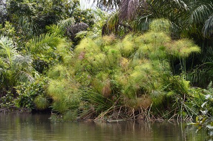 Gabon, province de Ogooué- Maritime, Parc National du Loango, site de Akaka dans la lagune du Fernan Vaz (Nkomi), site de