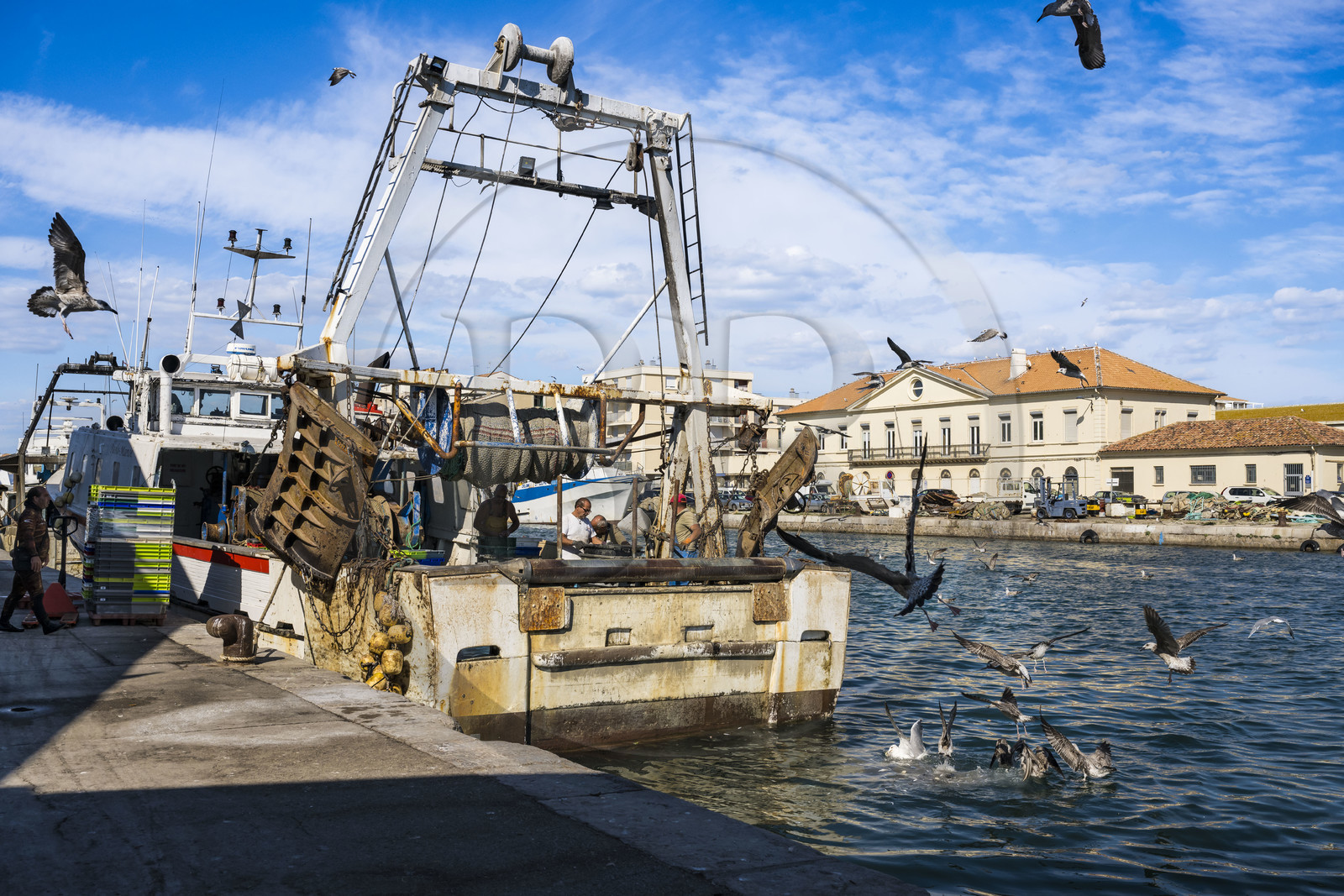 France, Hérault (34), Sète, Port de pêche, retour des chalutiers à quai et déchargement de la pêche avec son cortège de gabians (goélands)