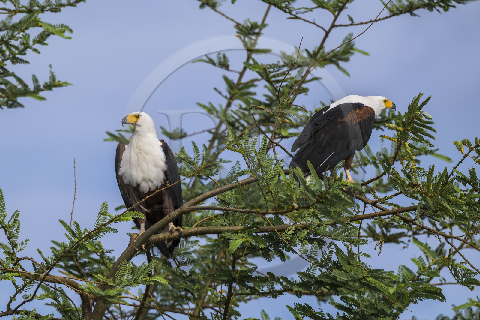 Rwanda, Akagera National Park, Lake Ihema, African fish eagle (Haliaeetus vocifer)