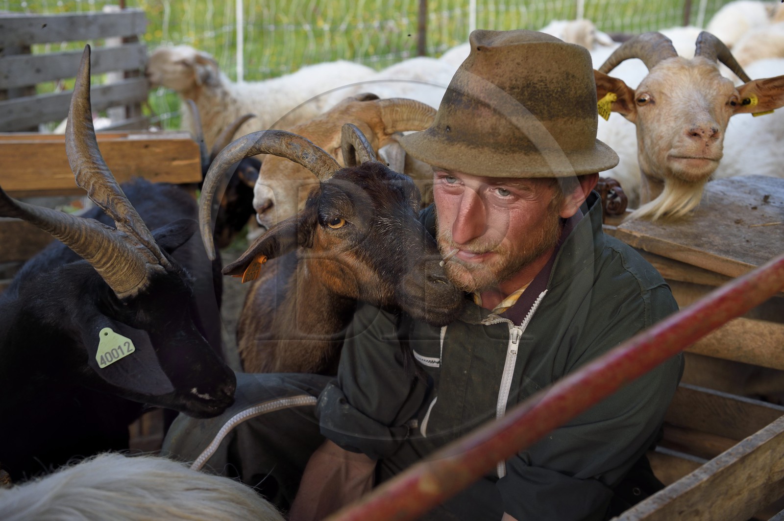 France, Alpes-Maritimes, Roya Valley (Nice hinterland), at the foot of the Mercantour National Park, Tende, Casterino in the Casterine valley, sheep hand milking in pastures, a goat gives a hug to the shepherd Georges Giordano