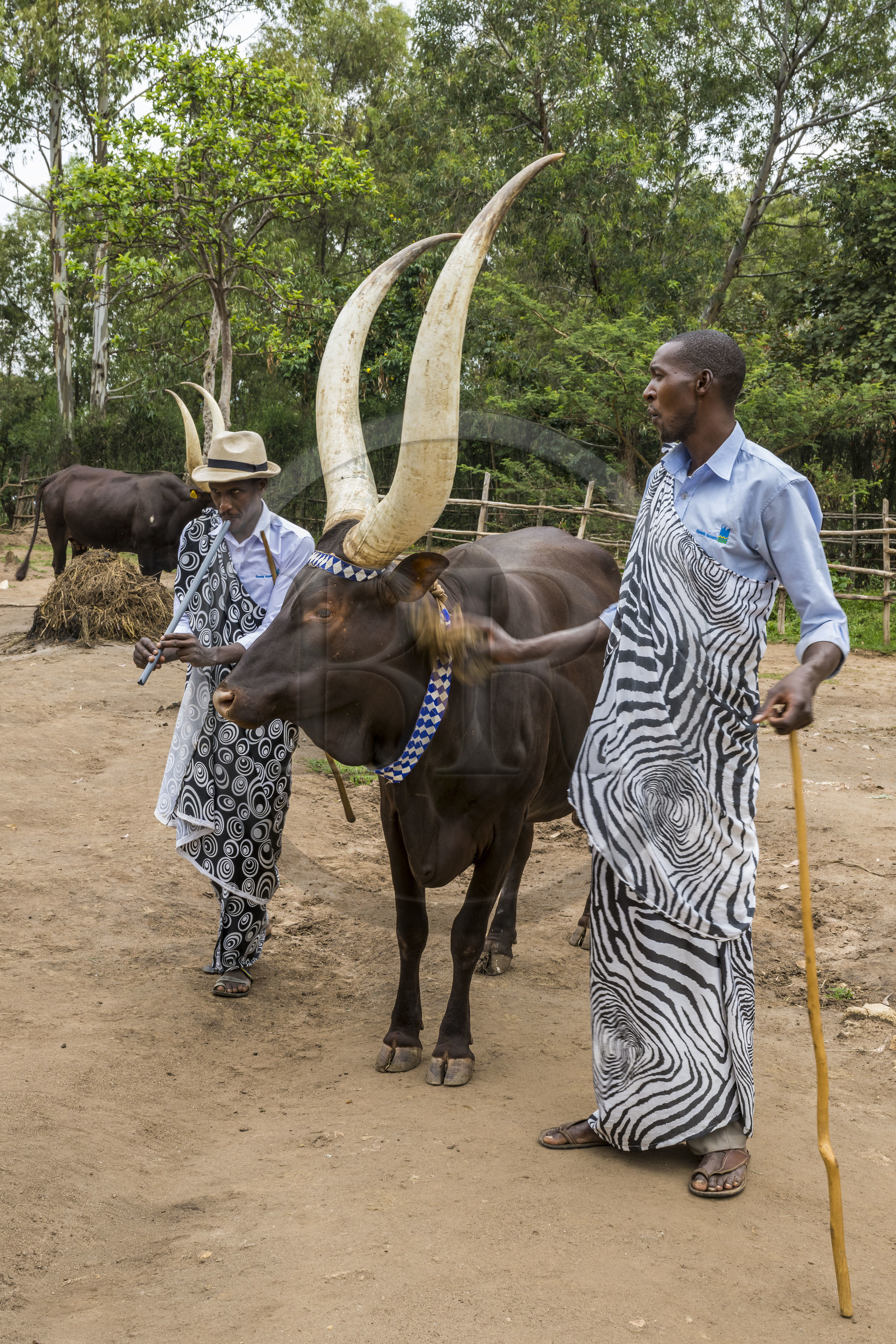 Rwanda, Southern Province, Nyanza, Rukari Royal Palace Museum, royal cows with long horns called Inyambo or watusi