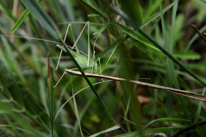 France, Var (83), Provence Verte, Tourves, Gorges du Caramy, orthoptère, Sauterelle verte (Tettigonia viridissima)