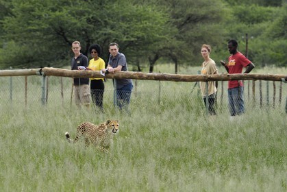 Namibia, Otjiwarongo, Cheetah Conservation Fund, research and education centre, observation of cheetahs (Acinonyx jubatus) from an enclosure