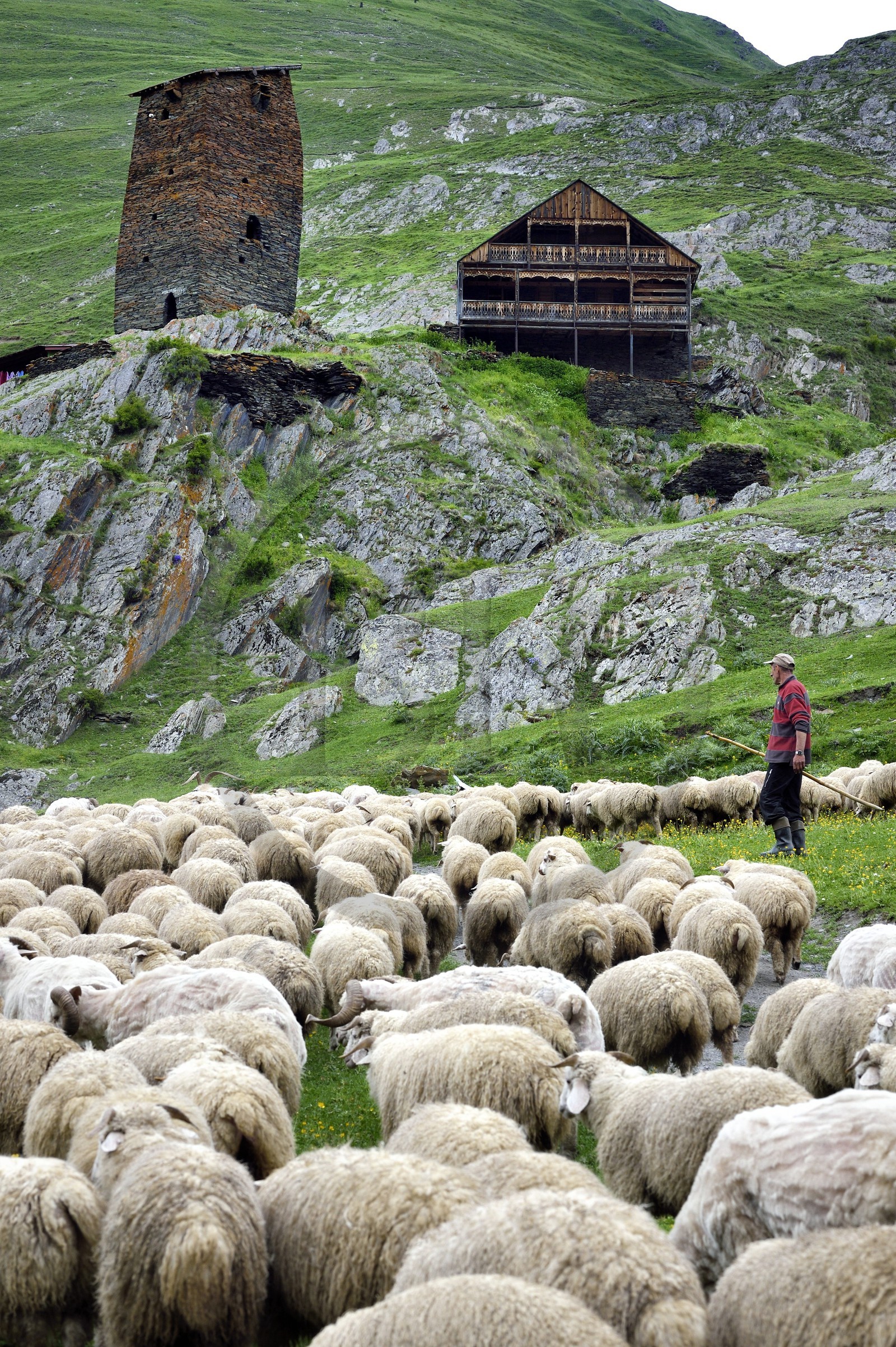 Géorgie, Kakheti, Parc national de Touchétie, vallée de la rivière Alazani dans les montagnes de Pirikiti, village de Parsma (Baso), berger et son troupeau de moutons