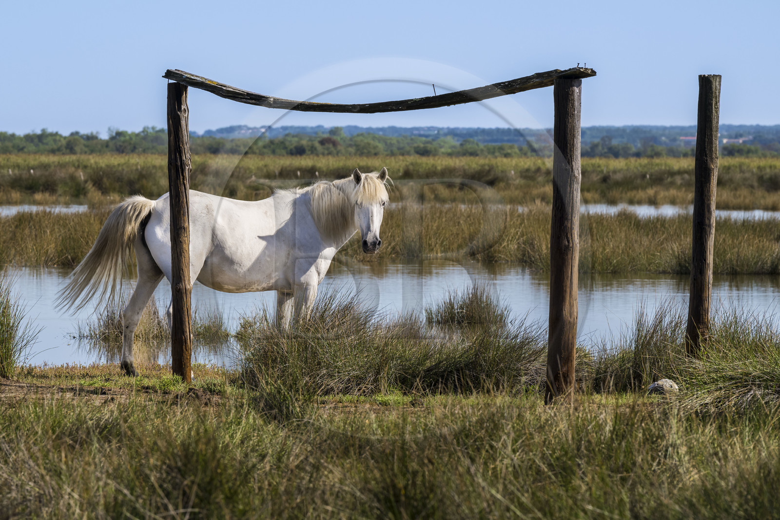 France, Gard, Aigues-Mortes, Saint-Laurent-d'Aigouze, camargue horse in the Petite Camargue