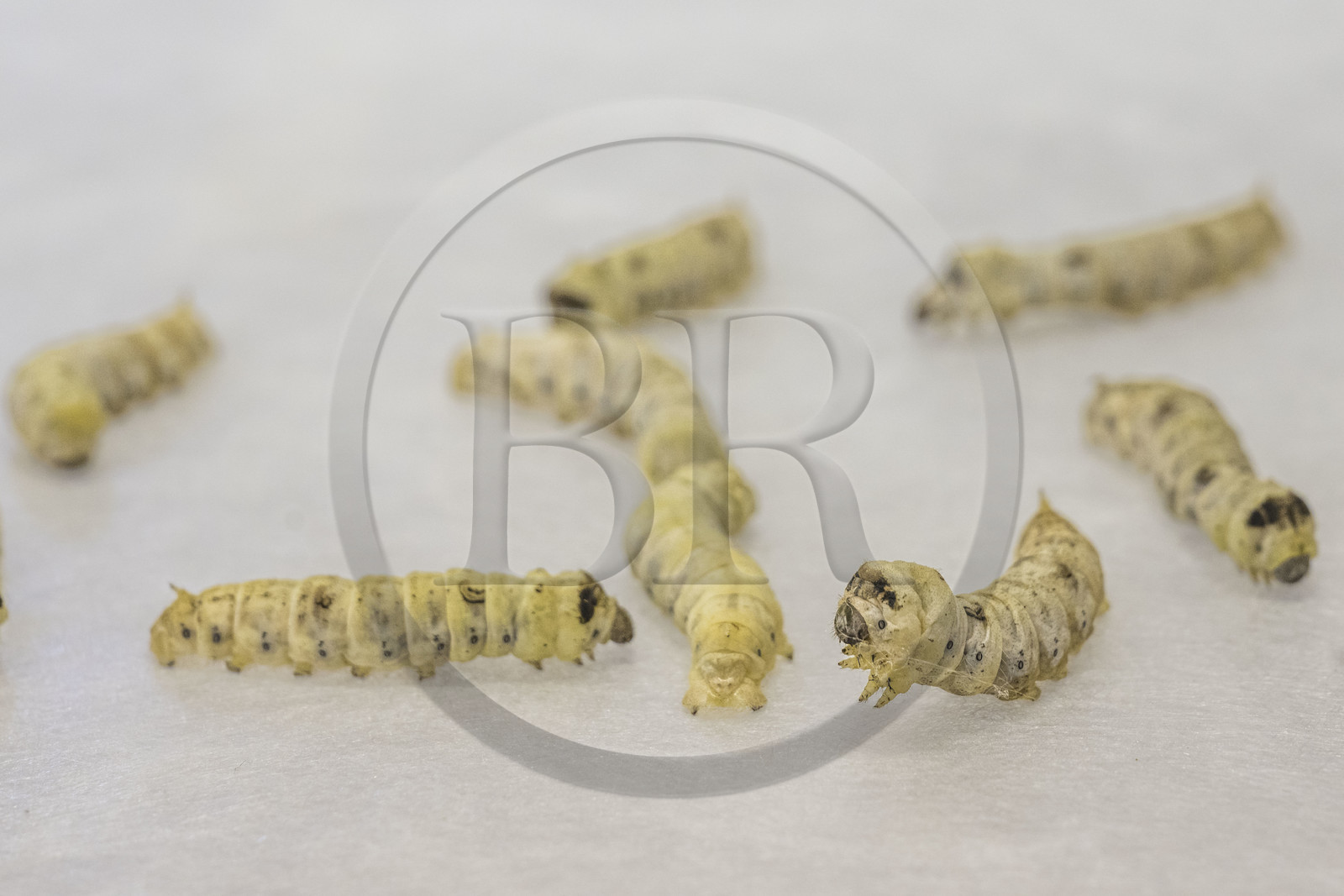 France, Gard (30), Monoblet, l'Atelier Sericyne relance la sériciculture française, élevage de vers à soie et production de soie d'exception et intissée pour la réalisation d'objets de décoration