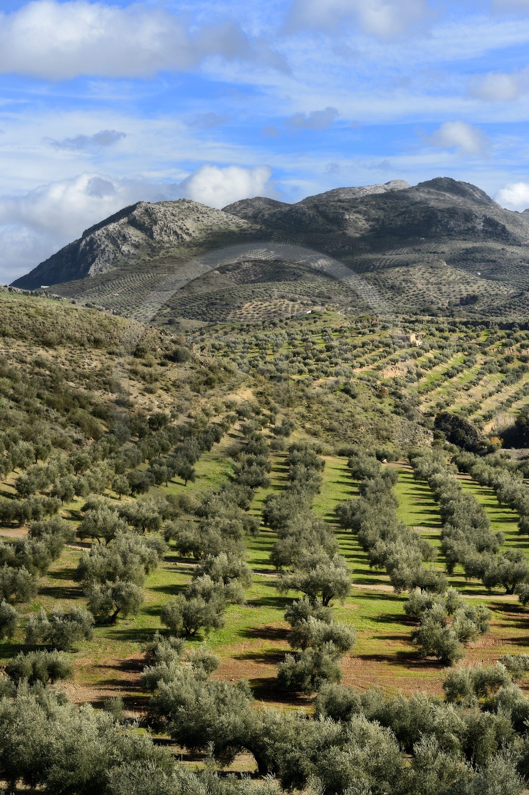 Spain, Andalusia, Jaén Province, olive groves south of Martos and the Sierra Magina in the background
