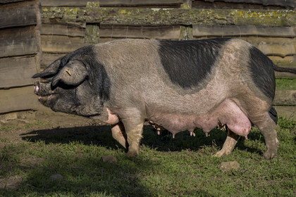 France, Pyrénées-Atlantiques (64), Pays-Basque, vallée des Aldudes, élevage en plein air Pierre Oteiza de porcs basques de race pie noir pour la production du jambon Kintoa AOC, cochette (jeune truie)