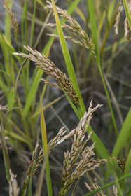 France, Gard, Generargues towards Anduze, Bambouseraie en Cévennes (Bamboo garden), Camargue rice plantation
