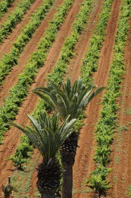 Morocco, Meknes Tafilalet Region, near Meknes, Boufakrane, Les Celliers de Meknes exploting vineyard
