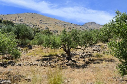 Grèce, Crète, région d'Agios Nikolaos, Elounda, oliviers sur la colline