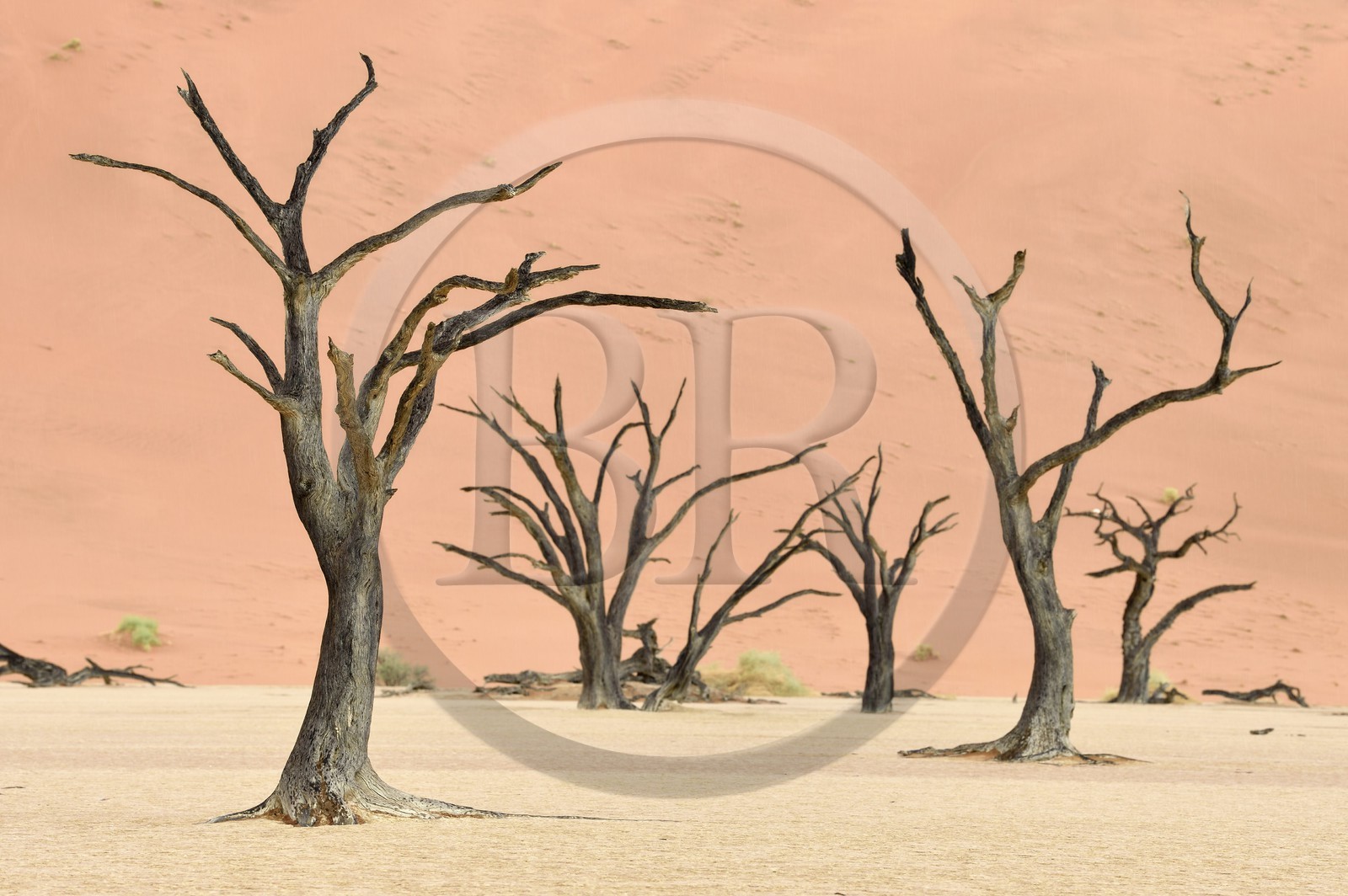 Namibia, Hardap region, Namib desert, Namib-Naukluft national park, Namib Sand Sea listed as World Heritage by UNESCO, Sossusvlei dunes, Dead Vlei, Camelthorn Acacia (Acacia erioloba) dead trees