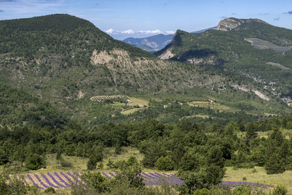 France, Drôme (26), parc naturel régional des Baronnies provençales, Saint-May, la vallée de L'Eygues, champ de lavande