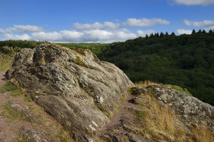 France, Morbihan (56), forêt de Brocéliande, Tréhorenteuc, la lande du Val sans retour