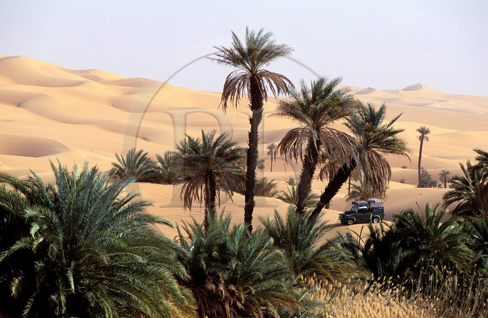 Libye, région du désert, Le Fezzan (Sahara), Erg Ubari, passage d'un 4x4 dans l'oasis