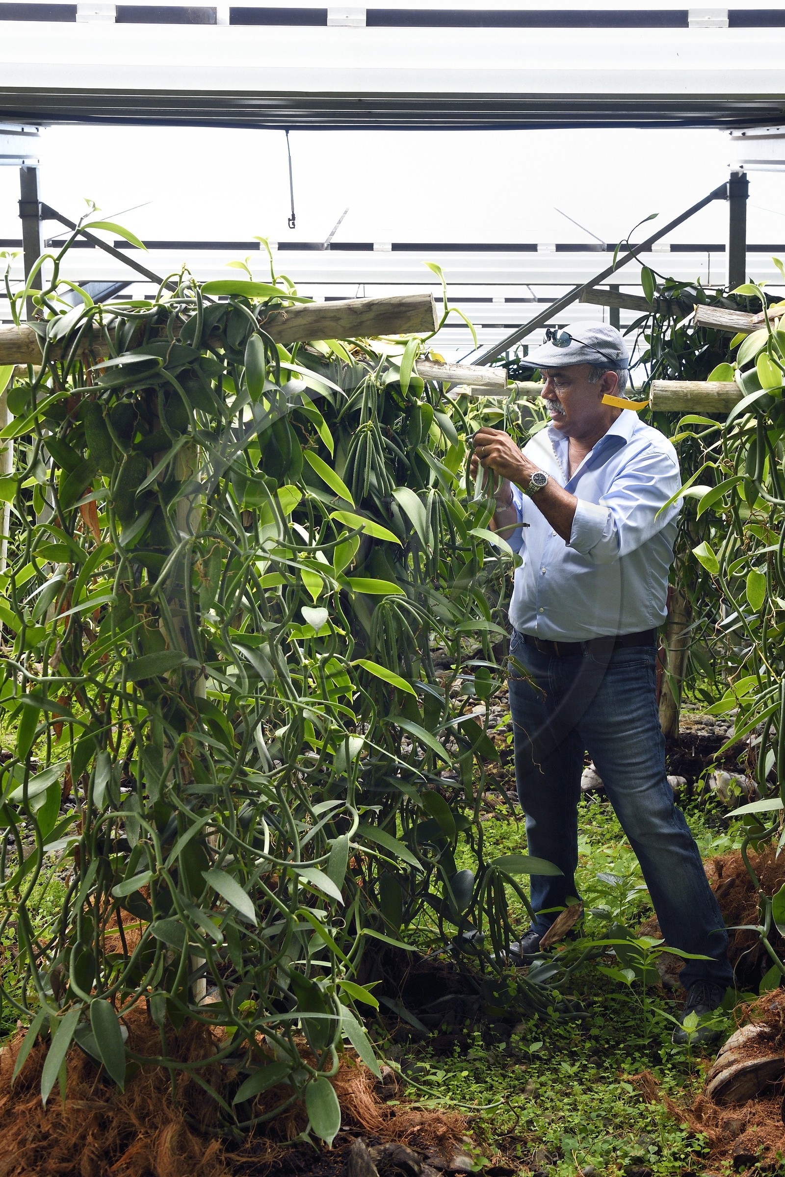 France, Ile de la Reunion, Saint-Louis, Domaine de Bellevue, producteur de vanille Planifolia biologique issues d'orchidées cultivées sous cinq hectares de panneaux photovoltaïques qui permettent d'alimenter plus de 1 800 foyers en électricité