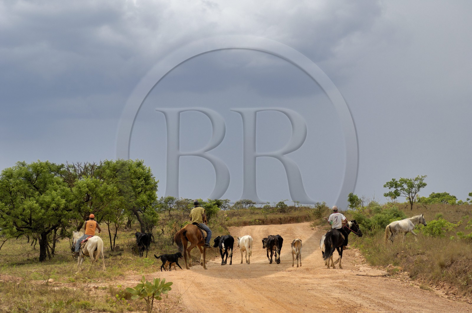 Brésil, Etat du Minas Gerais, région de Carrancas au sud de Sao Joao del Rei, cowboys (Route de l'or, Estrada Real)