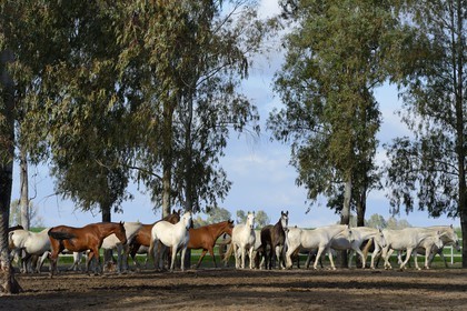 Espagne, Andalousie, province de Séville, Utrera, le haras Ayala (Yeguada Ayala), Pure race espagnole ou PRE (Pura Raza Espanola)