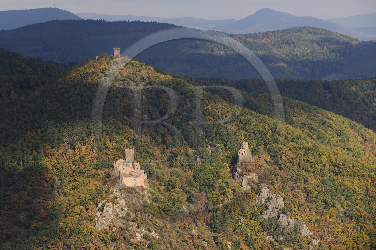 France, Haut-Rhin (68), Ribeauvillé, châteaux Saint-Ulrich, Girsberg à droite et du Haut-Ribeaupierre sur le mont (photo aérienne)