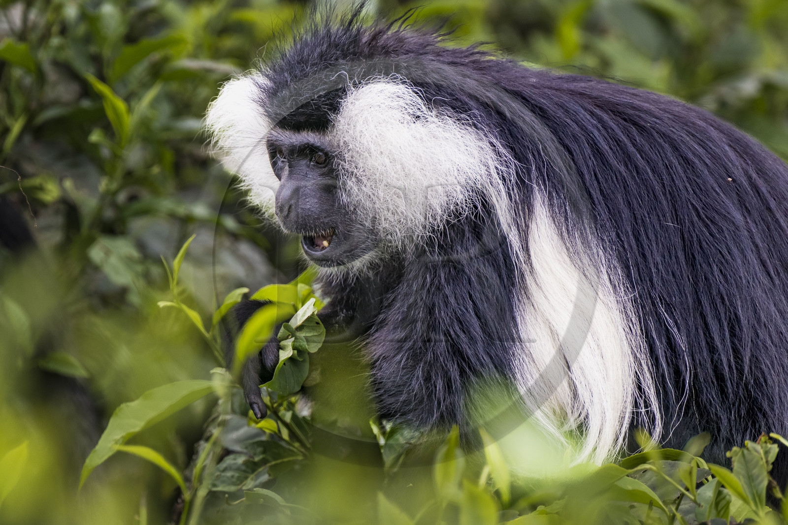 Rwanda, Western Province, Gisakura, Nyungwe National Park, Ruwenzori colobus (Colobus angolensis ruwenzorii) in a tea plantation whose leaves he does not eat