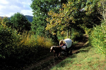 France, Saône-et-Loire (71), Morvan, la Celle-en-Morvan, un chariot baché dans le campagne