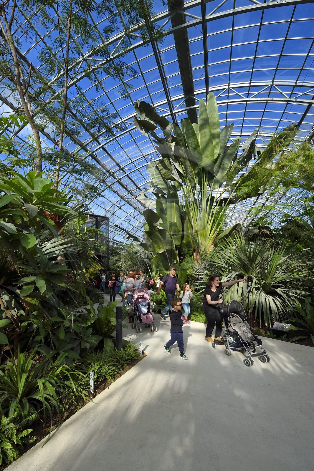 France, Paris (75), Le Parc zoologique de Paris (Zoo de Vincennes), restitution de la végétation tropicale dans la Grande Serre dans dans la biozone Guyane