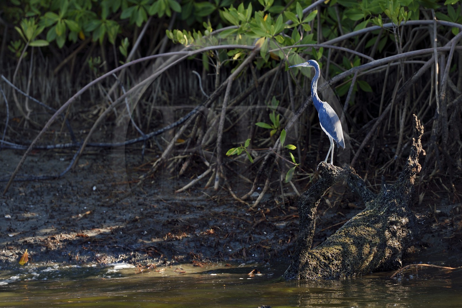Nicaragua, la côte pacifique de Leon, la mangrove du parc national Isla Juan Venado, Aigrette tricolore (Egretta tricolor)